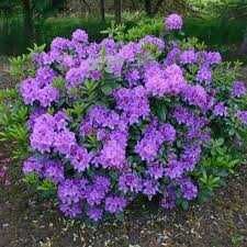 Różanecznik Rododendron Rasputin cena 55 zł