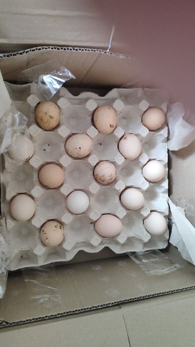 Інкубаційні яйця в домашніх птахів.