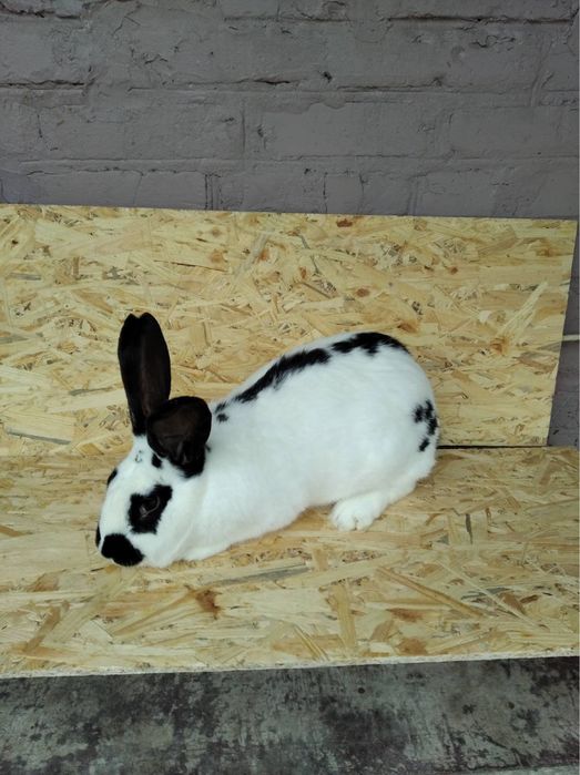 Кролики живі та тушки