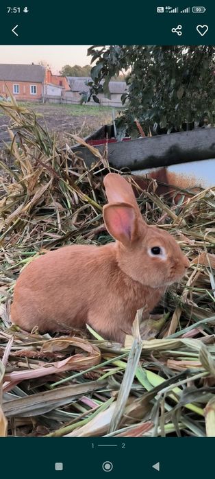 Кролик бургундія