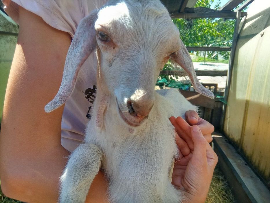 Козел для парування ваших кізочок