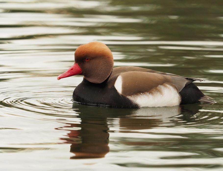Netta rufina ou Zarro-de-bico-vermelho