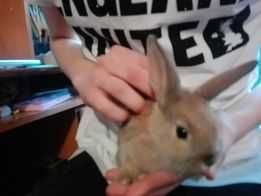 Króliczki młode mix: miniaturka-baran francuski