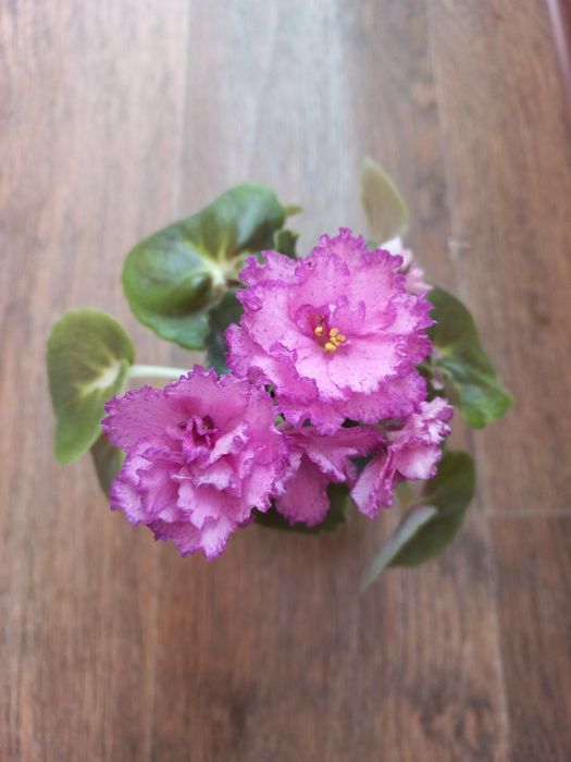 Продам дуже гарну фіалочку Лф девочка з веером