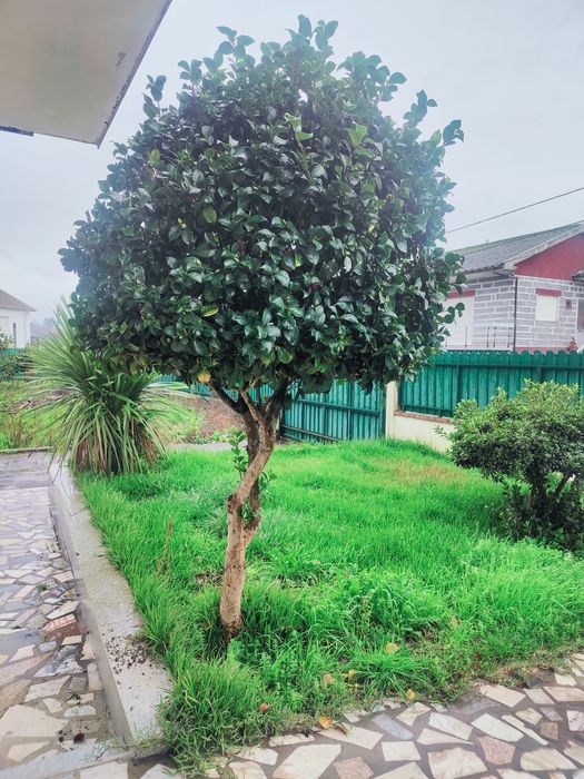 Alugo T2 totalmente renovado