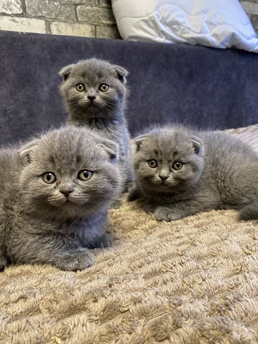 Блакитні красунчики