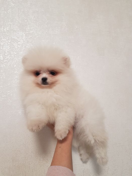 Готовы к продаже дети Померанского Шпица белокремового окраса.