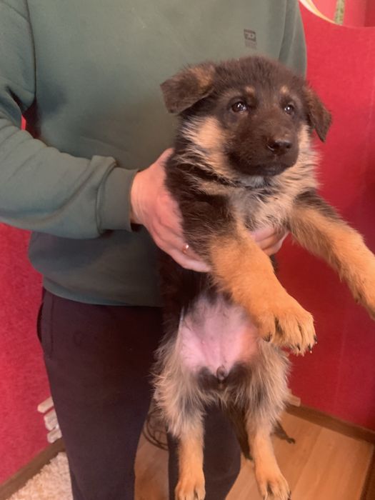 Продам щенят Німецькоі вівчарки