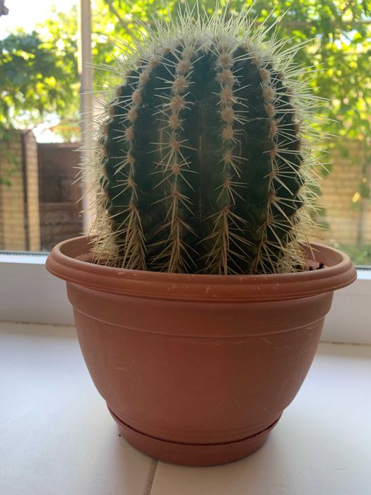 Врієзія, заміакулькас (76 см) , спатифілум, кактуси.