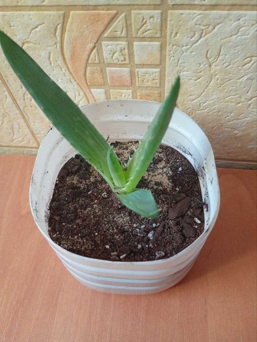 алоэ вера/алое вера