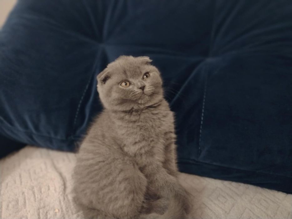 Sprzedam Kotki Szkockie