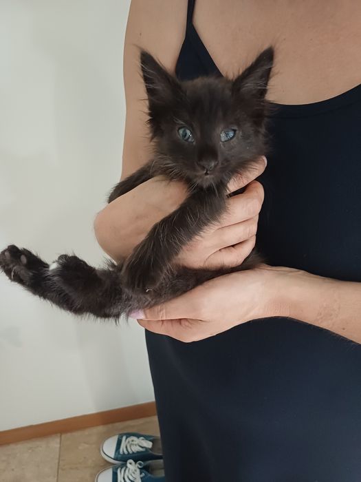 Gatinho preto com olhos azuis - 2 meses