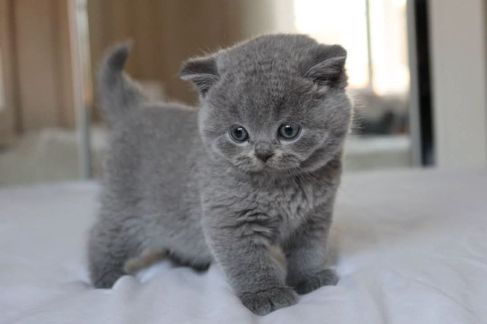Британские котята