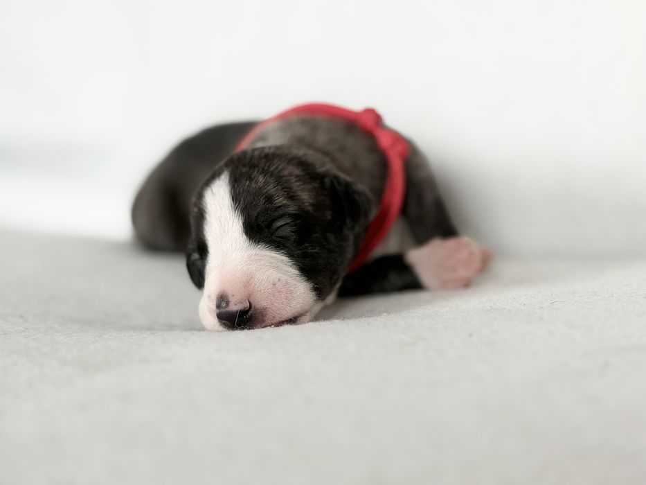 Chart Angielski WHIPPET