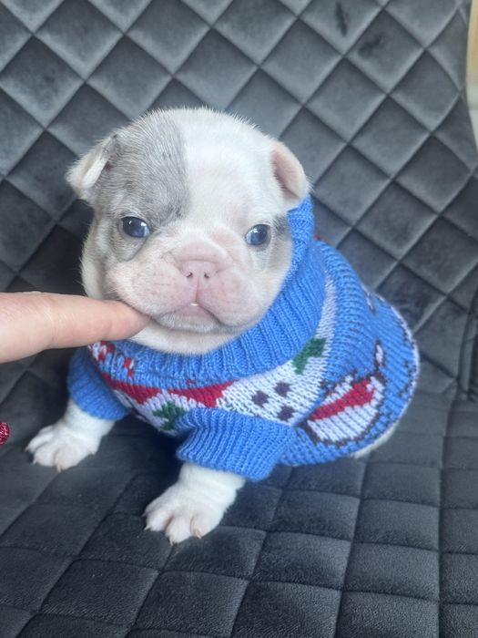 Шикарні цуценята бульдоги