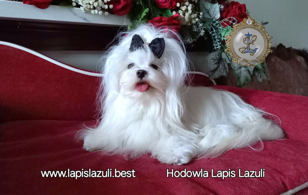 Maltańczyk piesek z kompletem  szczepień