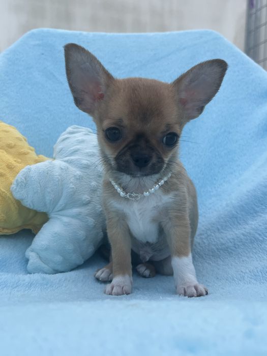 Chihuahua Macho Pelo Curto