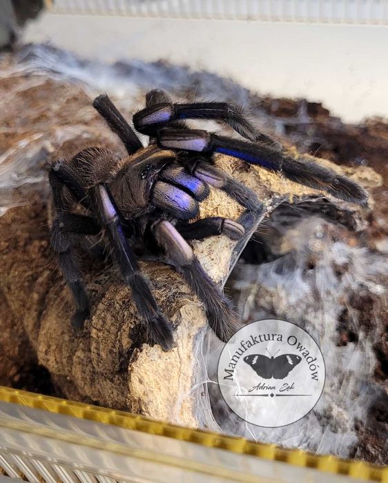 Ptasznik Chilobrachys natanicharum (sp.Electric blue) L3