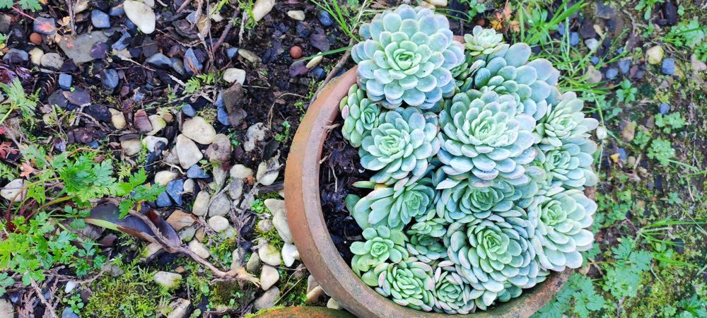 Suculenta criada ou tempo