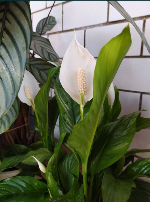 Спатифілум, Сингоніум, Калатея Триколор