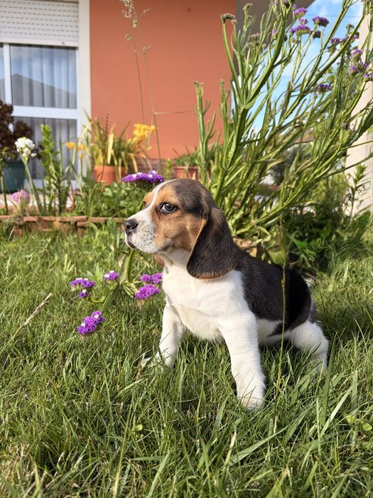 Beagle  macho puro