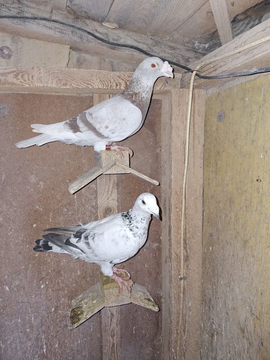 Gołebie staropolskie