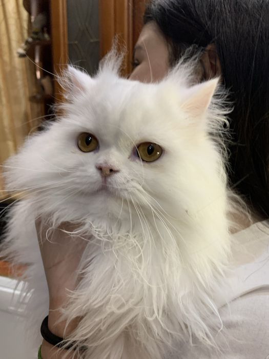 Отдам в хорошие руки