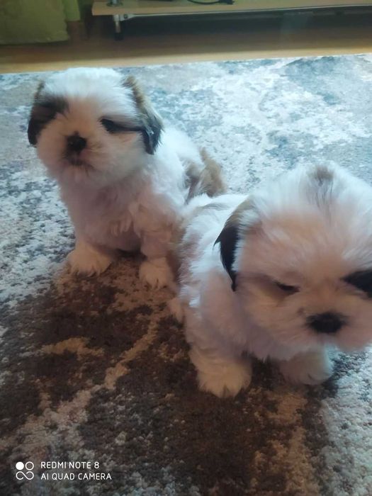 Цуценята породи Ши тцу