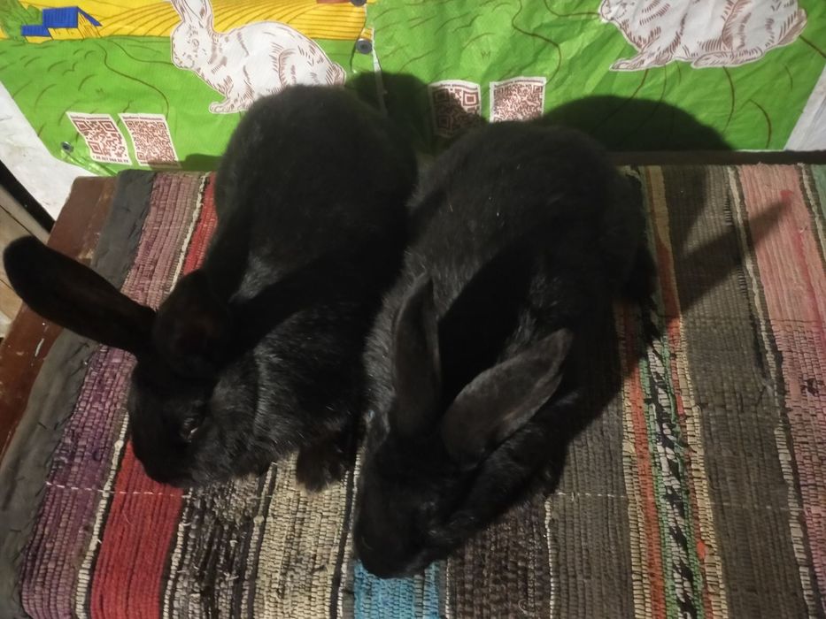 Кролі. Молоді самички німецького строкача