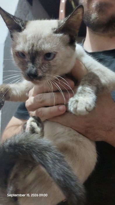 Gatinhos amorosos para adoção responsável