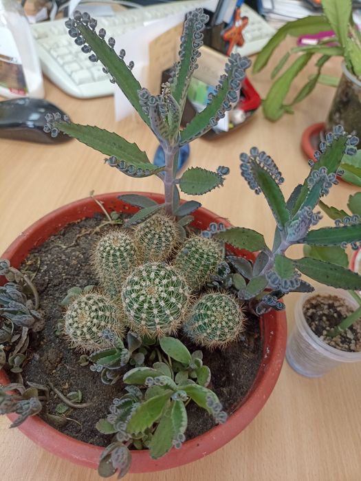 Продам вазон з кактусами