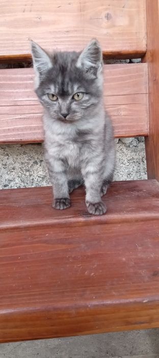 віддам даром кошеня