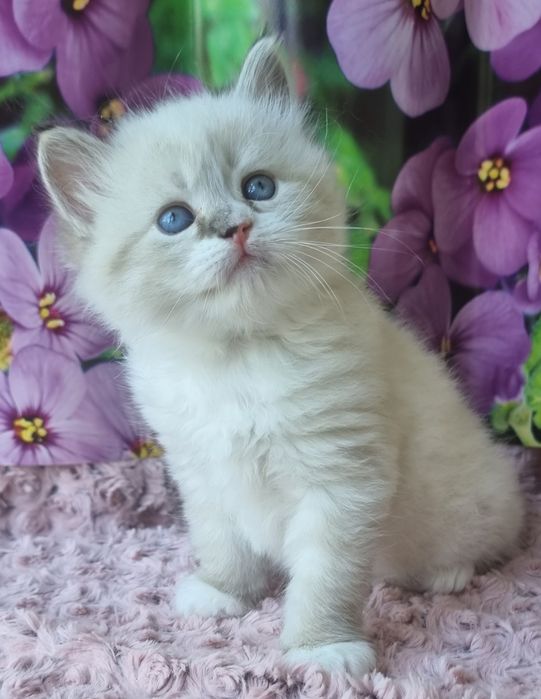 Котик невский маскарадный