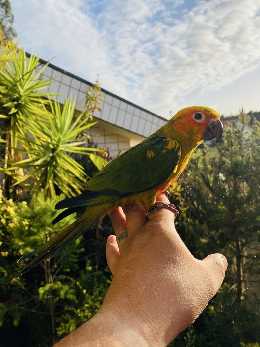 Aratinga do sol domesticado grande oportunidade.