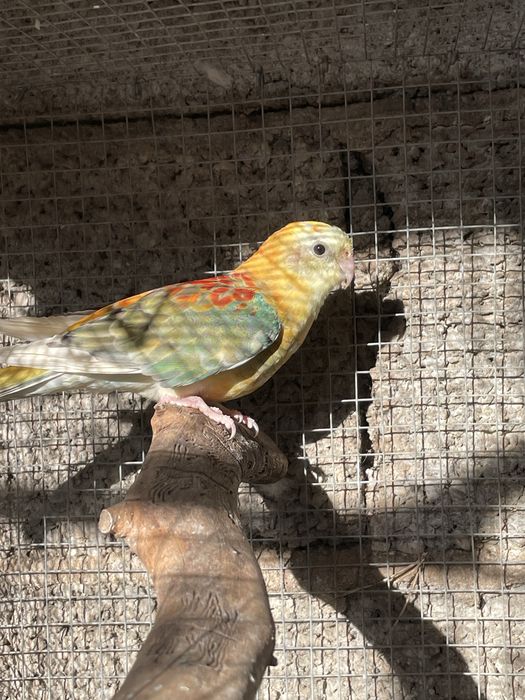 Casais de red rumped e algumas aves sozinhas