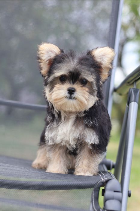 Yorkshire Terrier suczka paszport