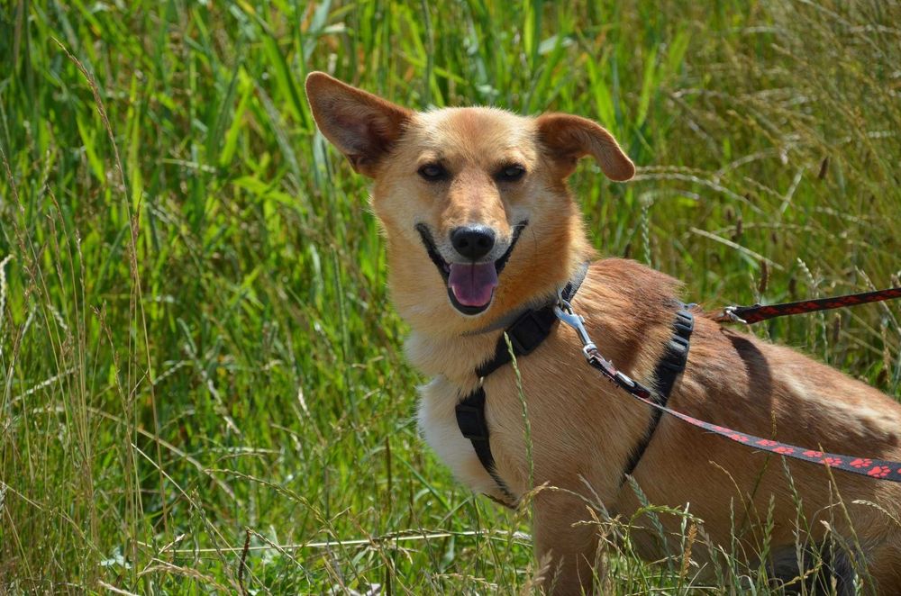 Dobby – około 2-letni psiak, który uczy się bliskości człowieka