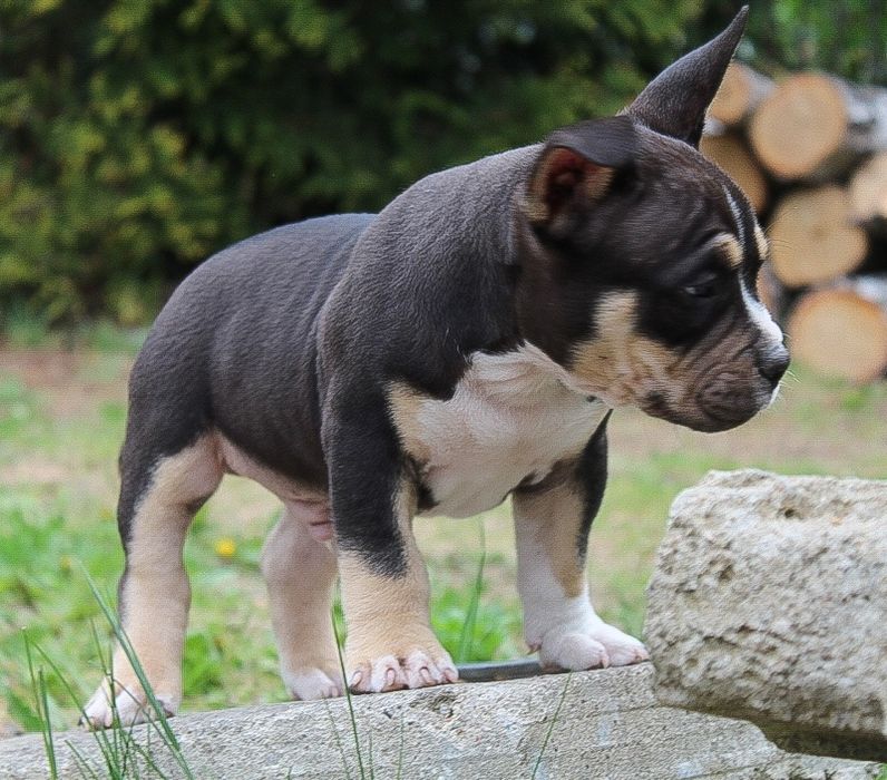 American Bully POCKET / MICRO po Championie ABKC