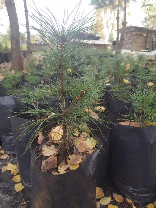 Саджанці кедра корейського 3-річні