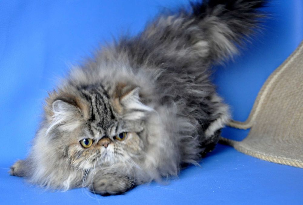 Персидская девочка экстримального типа с личиком бэби фейс