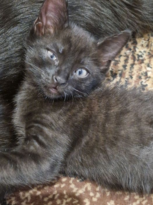 Кошеня, дівчина, чорного кольору Сіренький хлопчик Віддам. Безкоштовно