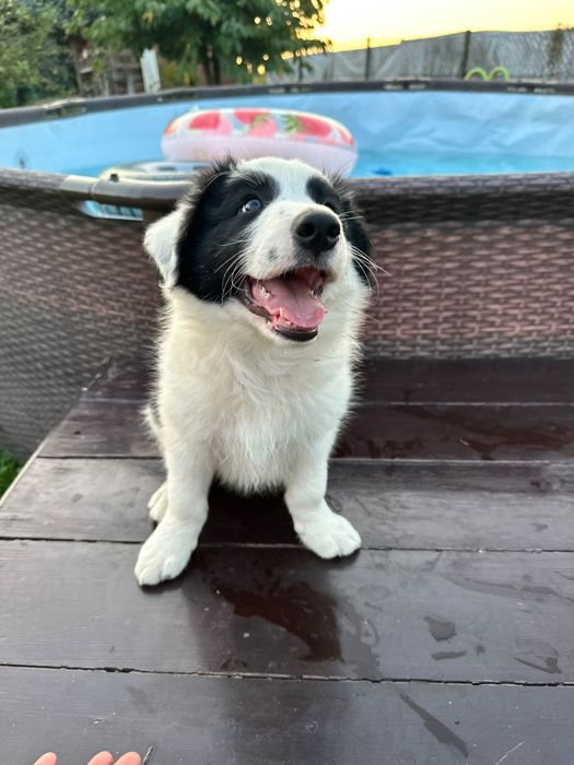 Border Collie szczeniak pies SPRZEDANY