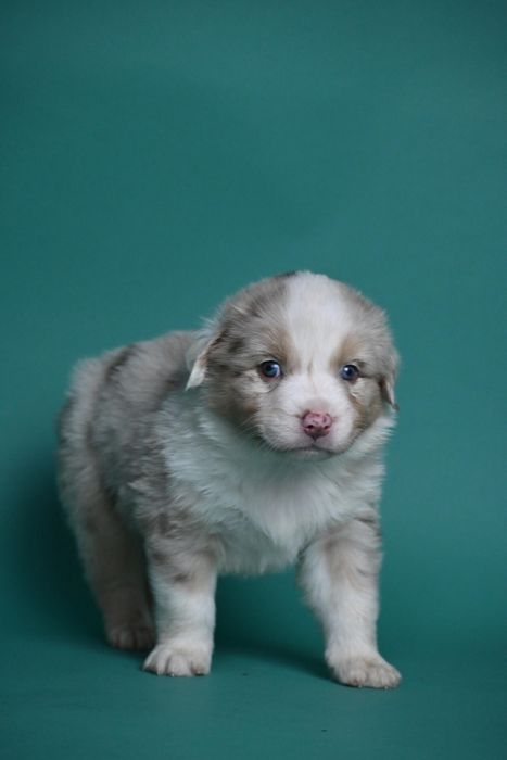 Owczarek australijski red merle FCI