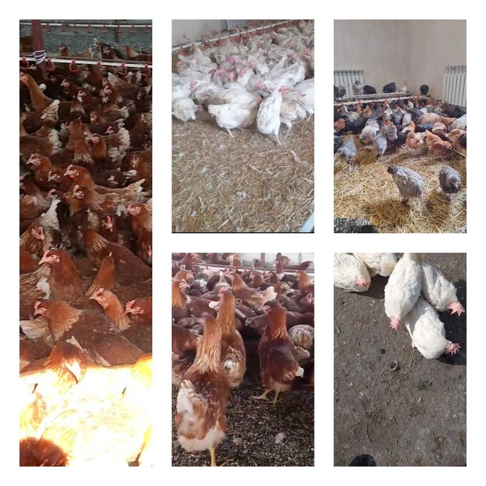 Продам кури несушки! Доставка безкоштовна. Інгулець!