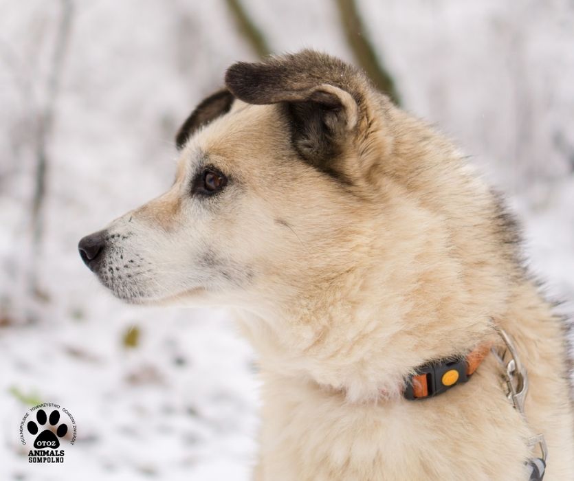 10 letnia Bazylka szuka domu!