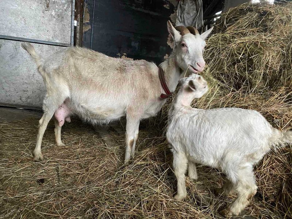 продам козу з козеням