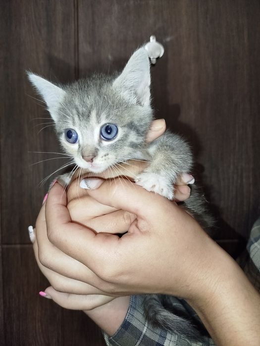 Віддам котенят в добрі руки