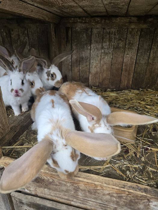 Króliki 3 miesieczne