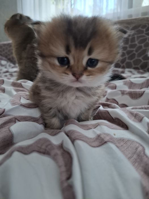 Кошеня золота шиншилла Бронювання