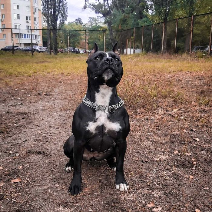 сука ам.стаффа ищет кобеля для вязки